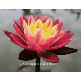 Bangkok Ring of Fire บัวฝรั่งสีสดเข้มสวยสะดุดตามาแล้วจ้า( New!!)