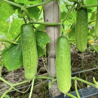 เมล็ดพันธุ์ แตงกวา เทนเดอร์กรีน Tender Green Cucumber Seed 50 เมล็ด ของแท้ เมล็ดพันธุ์พืช ผักสวนครัว เมล็ดพันธุ์ผัก