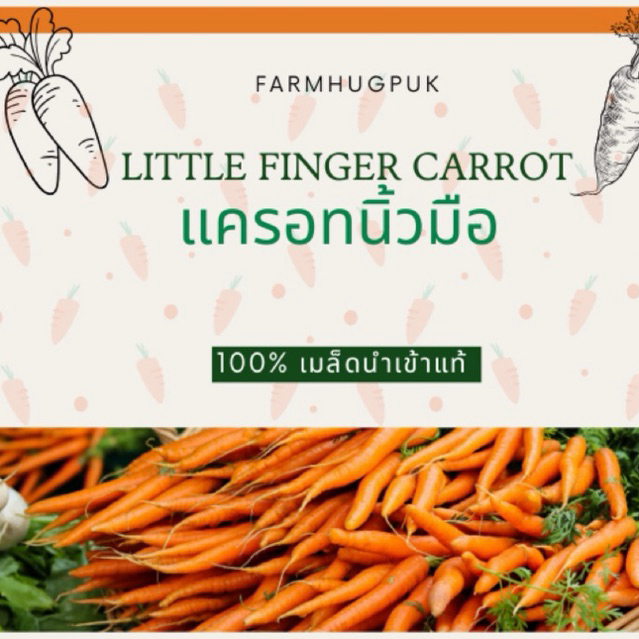 เมล็ดเบบี้แครอทแครอทจิ๋ว100+เมล็ดมีบริการเก็บเงินปลายทาง