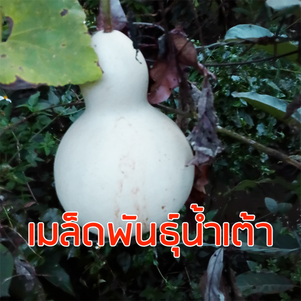 เมล็ดพันธุ์น้ำเต้า 25 เมล็ด # ผักสวนครัว เมล็ดน้ำเต้า น้ำเต้า