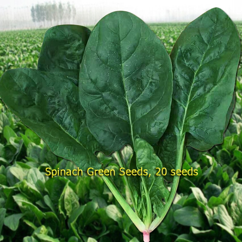 เมล็ดพันธุ์ ปวยเล้ง เมล็ดปวยเล้ง เมล็ดพันธุ์ปวยเล้ง Spinach Seed 200เมล็ด/แพ็ค ของแท้ อัตรางอกสูง Organic Vegetable Seed