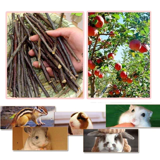 PETLUSCI ไม้แอปเปิ้ล Apple Stick 500g และ 1kg ขนมลับฟัน ธรรมชาติ ก้านเล็ก สำหรับสัตว์ฟันแทะ