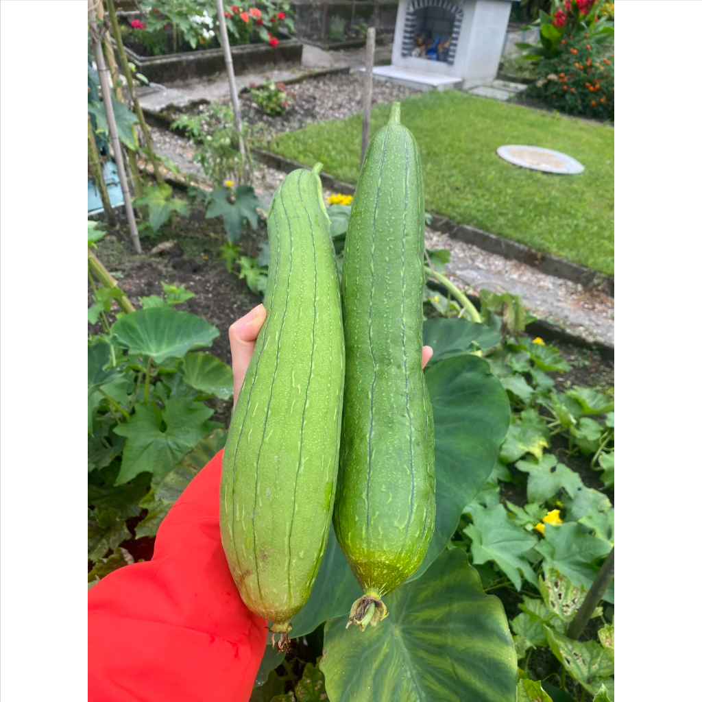 40เมล็ด/ซอง Long Luffa Seeds เมล็ดพันธุ์ บวบหอมยาว Long Loofah Sponge Gourd Patola Seeds for Planting Vegetable Plant - รูปที่ 3