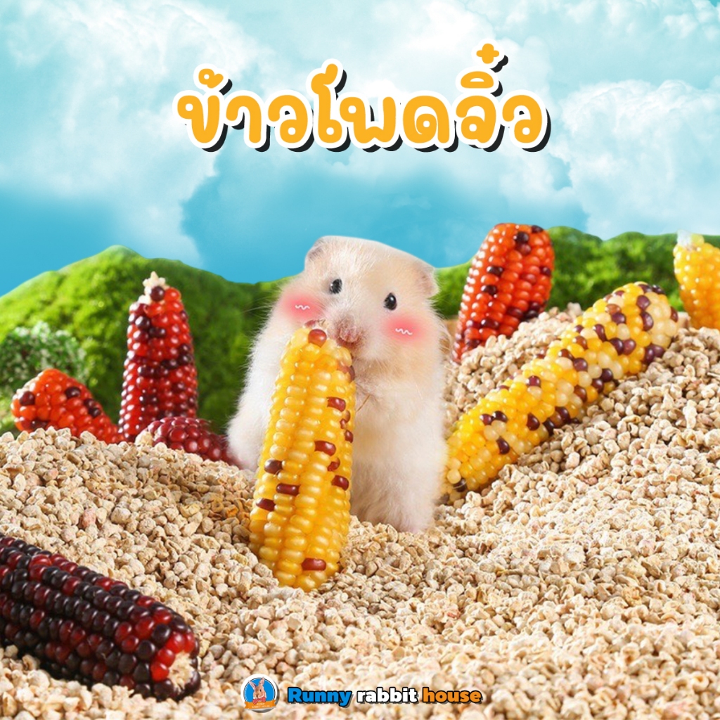 Runny 🌽 ข้าวโพดจิ๋วลับฟัน อบแห้ง ขนมลับฟันลดความเครียด สำหรับหนูแฮมเตอร์