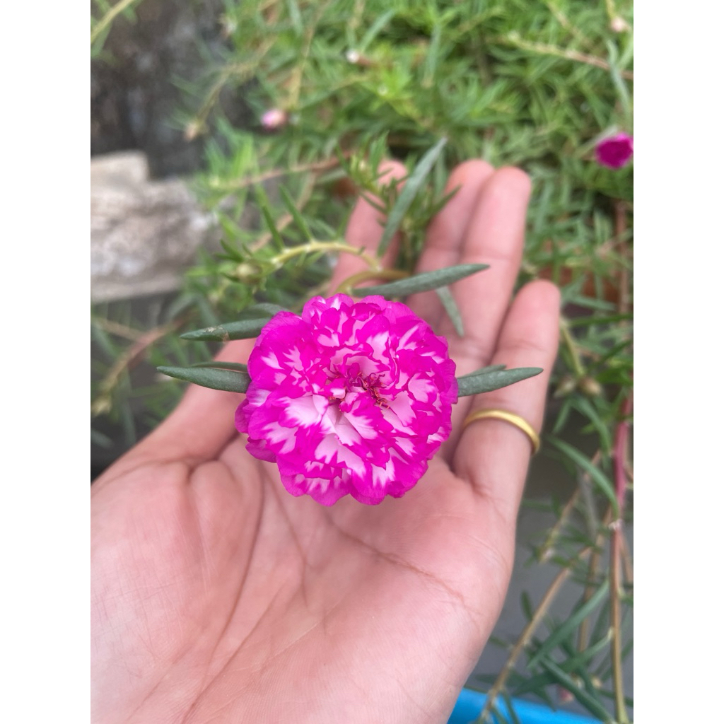 ต้นคุณนายตื่นสาย แพรเซี่ยงไฮ้ 50กิ่ง ดอกใหญ่กลีบดอกซ้อน(ตัดกิ่งสดส่วนยอด คละทุกสี)ความยาวกิ่ง10-12ซม. - รูปที่ 6