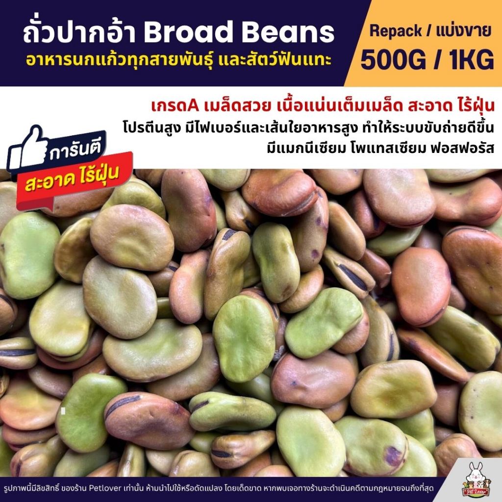 ถั่วปากอ้า Broad Beans อาหารนกแก้วทุกสายพันธุ์ และสัตว์ฟันแทะ (แบ่งขาย 500G / 1KG)