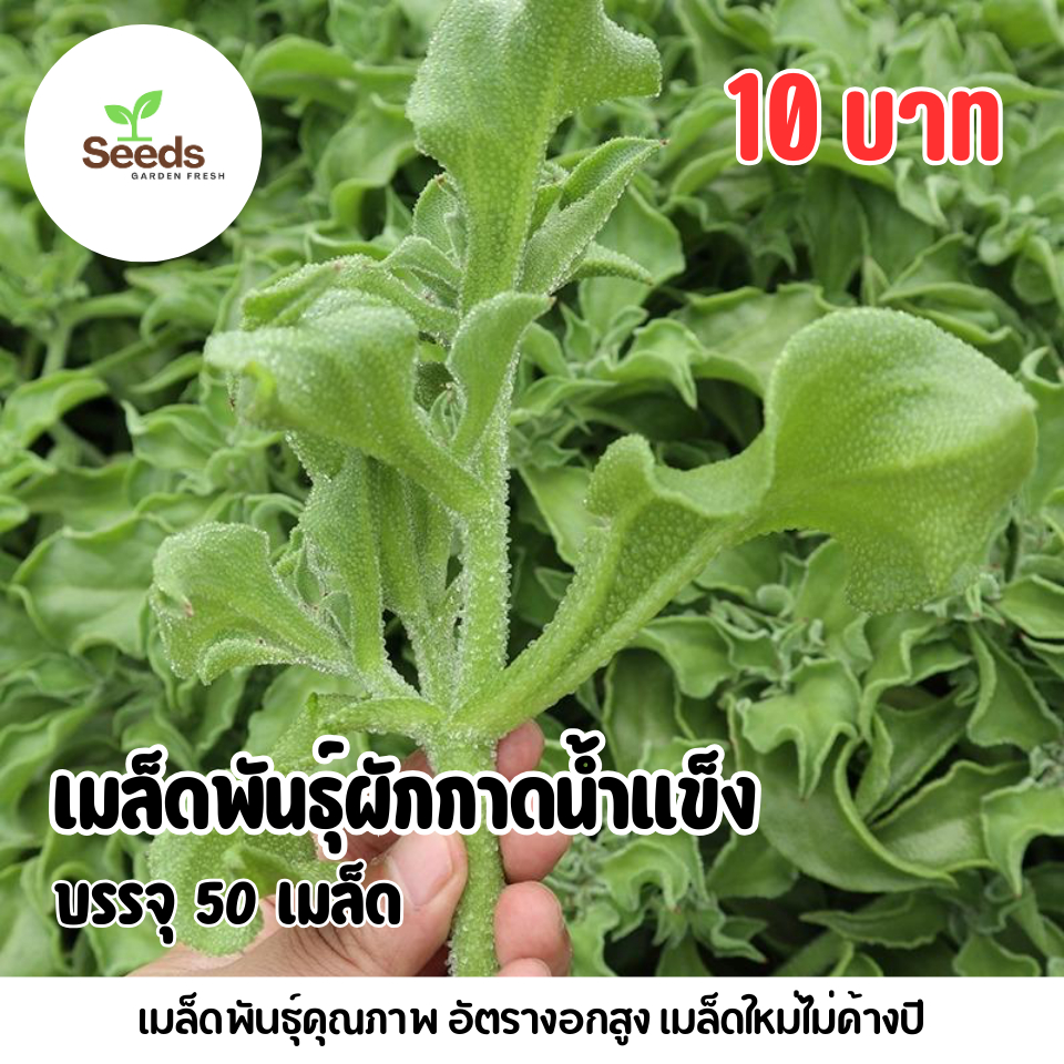 เมล็ดพันธุ์ผักเกล็ดหิมะ บรรจุ 50 เมล็ด