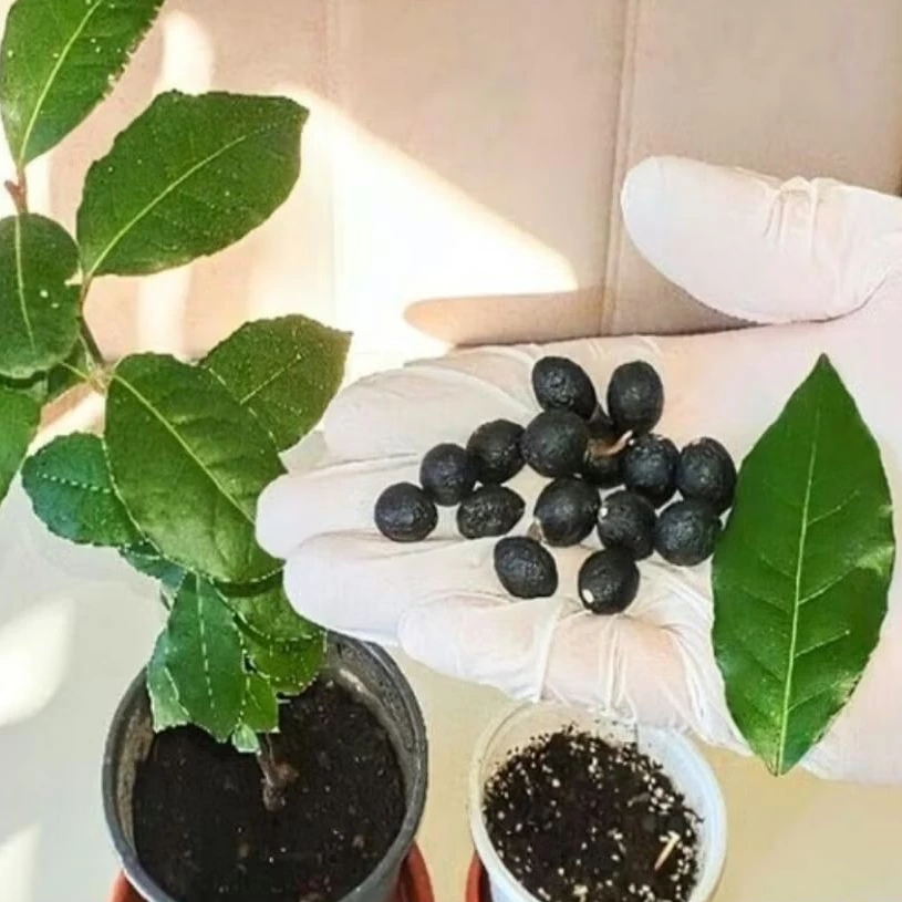 เมล็ดพันธุ์ เบรีฟ (Bay leaf seeds) นำเข้าแท้ 100%ของแท้2เมล็ด 109บาท
