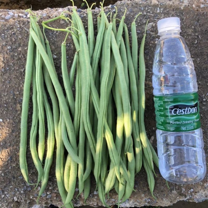 French Bean Seeds อัตรางอกสูง! เมล็ดพันธุ์ ถั่วแขก สีเขีย บรรจุ 10 เมล็ดผักที่ใช้ในการปลูก ผักออร์แกนิก คุณภาพดี - รูปที่ 2