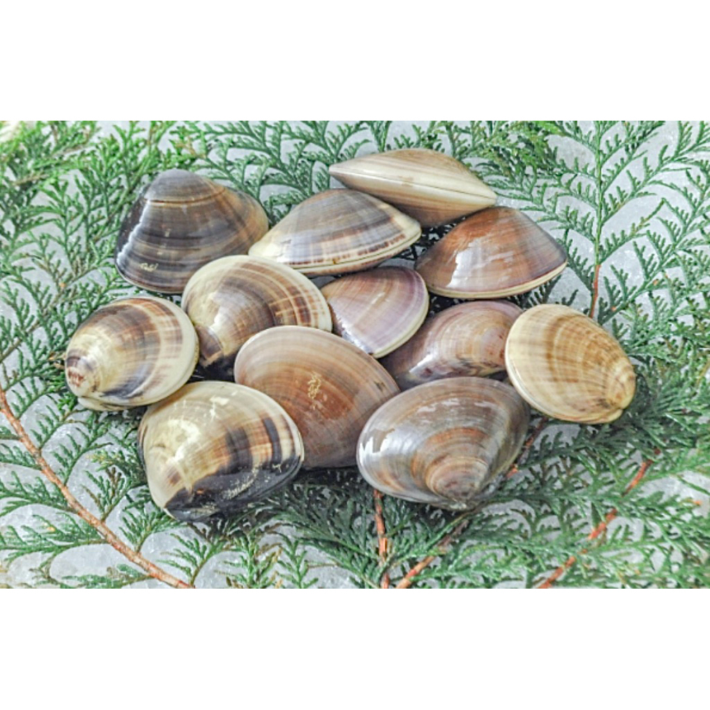 หอย HAMAGURI ญี่ปุ่น 500G/PACK