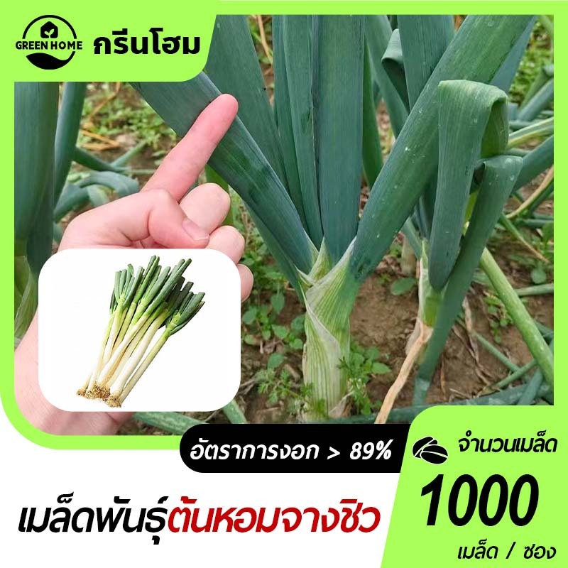 1000 เมล็ด เมล็ดพันธุ์ต้นหอมจางชิว โตไว ทนโรคดี กลิ่นหอมแรง ดูแลง่าย ผลผลิตสูง กลิ่นหอมแรง