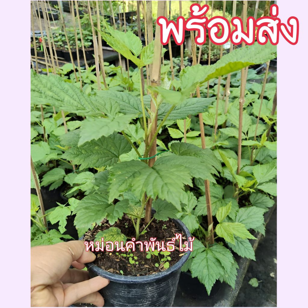 🌳ต้นราสเบอรี่🌳เพาะเนื้อเยื่อ🍒พันธ์แท้ราคาถูก🌿มีให้เลือกหลายสายพันธ์🙏