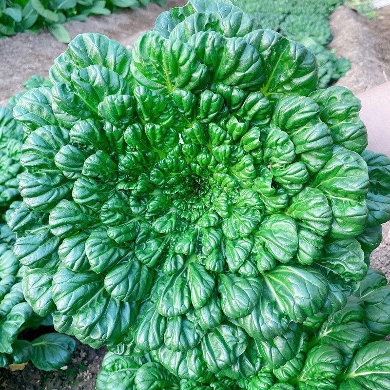 เมล็ดพันธุ์ กวางตุ้งญี่ปุ่น แทตฉ่อย 300เมล็ด/แพ็ค Tatsoi Seed ของแท้100% ปลูกง่าย อัตรางอกสูง เมล็ดพันธุ์ผัก