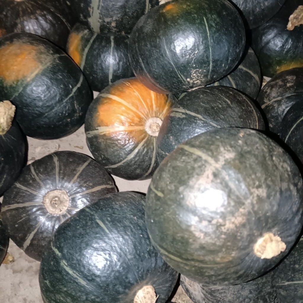 5 เมล็ด/ซอง เมล็ดพันธุ์ ฟักทองญี่ปุ่น High Yield Japanese Pumpkin Seeds for Planting Pumpkin Plant S