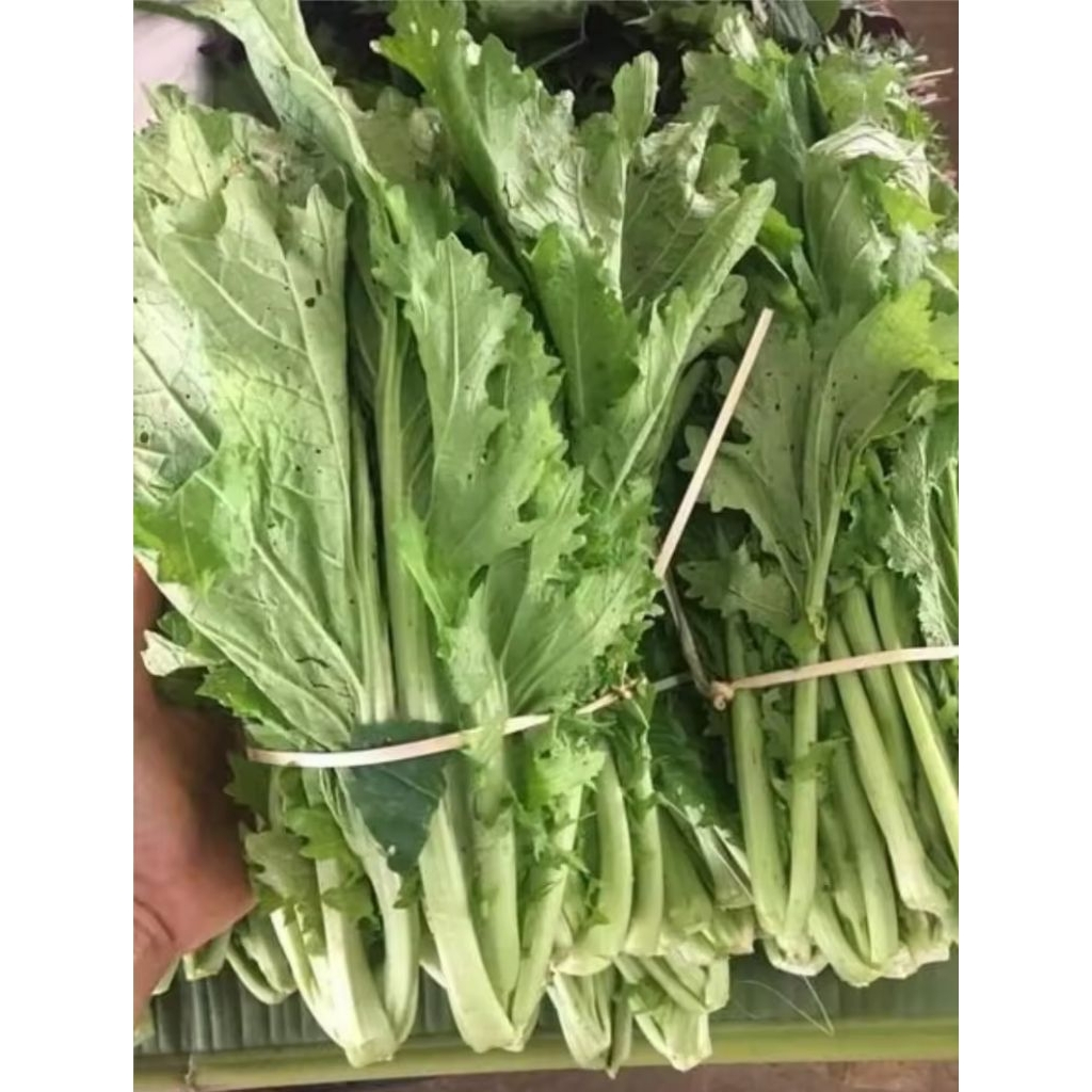 เมล็ดพันธุ์ผักกาดดอย รสหวานไม่ขม ทำอาหารได้หลายอย่าง ปลูกง่าย