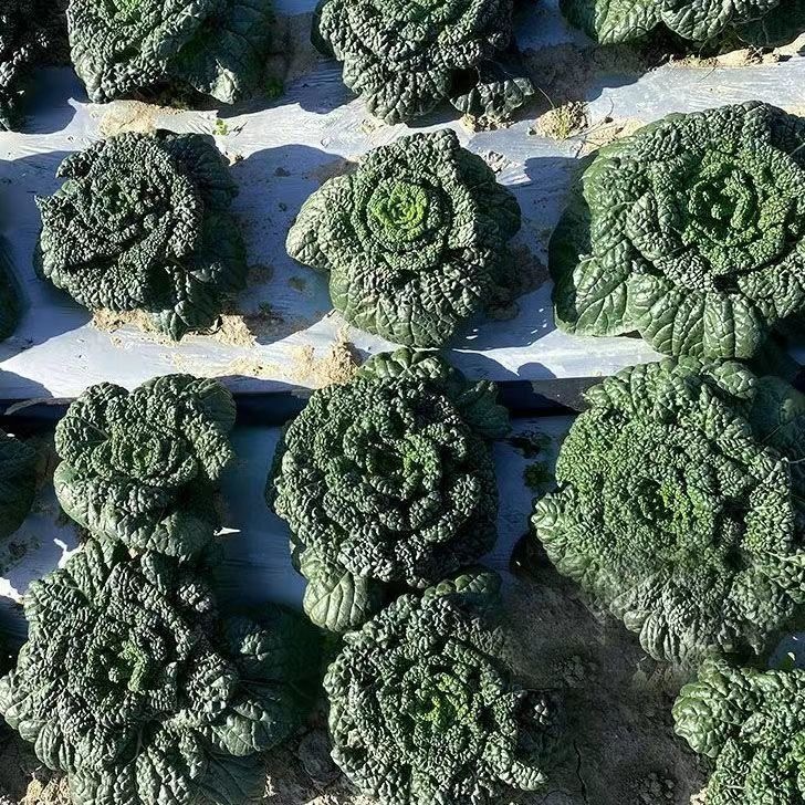 เมล็ดพันธุ์ กวางตุ้งญี่ปุ่น แทตฉ่อย 300เมล็ด/แพ็ค Tatsoi Seed ของแท้100% ปลูกง่าย อัตรางอกสูง เมล็ดพันธุ์ผัก - รูปที่ 3