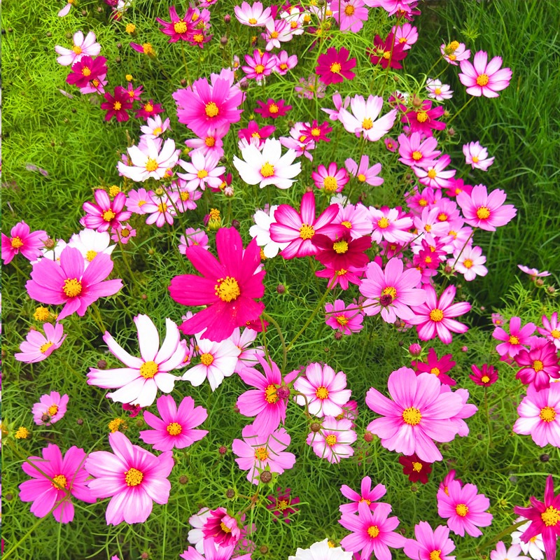 Color Cosmos Bonsai Seeds เมล็ดพันธุ์ ดาวกระจายคละสี ดอกคอสมอส (Mixed Cosmos Flower Seed) 100 เมล็ด 