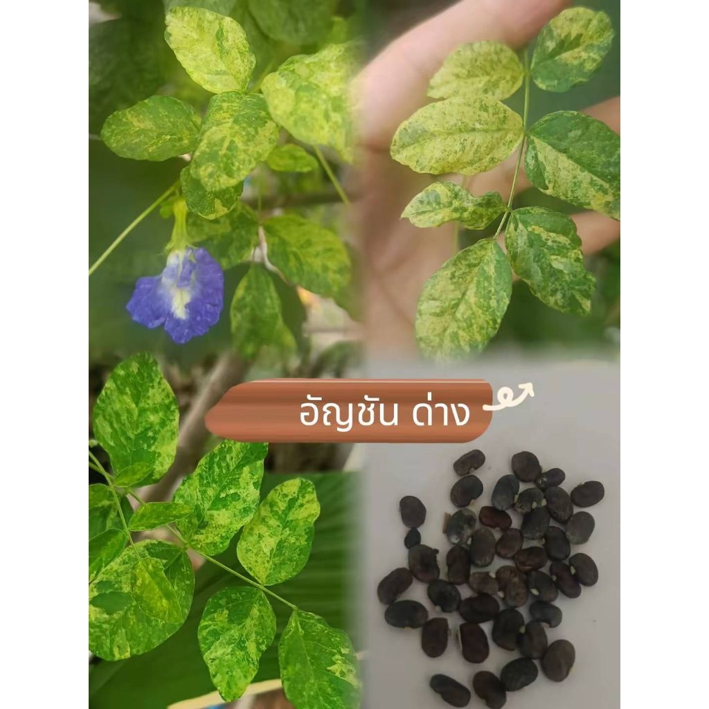 เมล็ดพันธุ์ไม้ด่างรวม 3 ชนิด=อัญชันด่าง/พริกม่วงด่าง/มะเขือเปราะด่าง