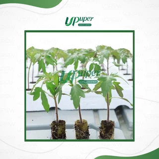 UPuper Rockwool CP R20 ร็อควูล เพาะชำ ทรงกลม สำหรับไฮโดรโปนิกส์ งอกไว รากไม่พัน ก้อนกลม 1 นิ้ว