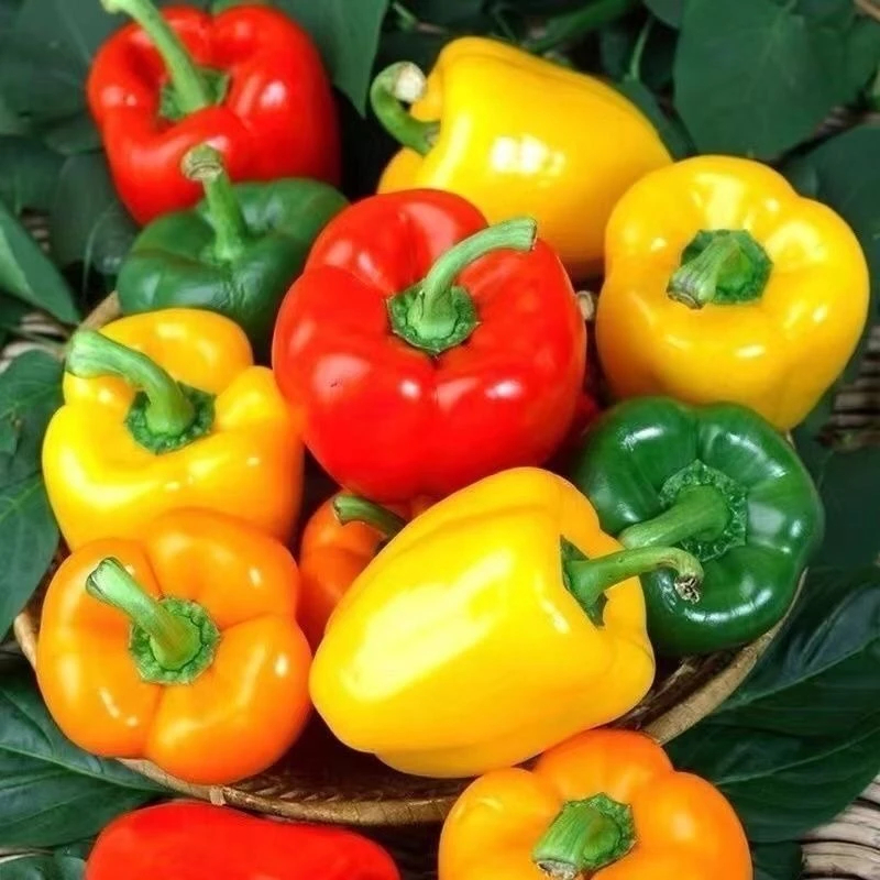 Bell Pepper Seeds / SWEET PEPPER SEEDS
