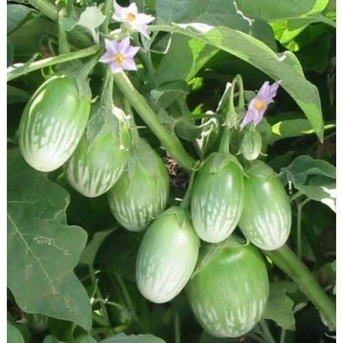 Thai Eggplant Seeds เมล็ดพันธุ์ มะเขือยักษ์ พันธุ์หยกภูพาน (Yok Poo Pan Giant Eggplant Seed) บรรจุ 2