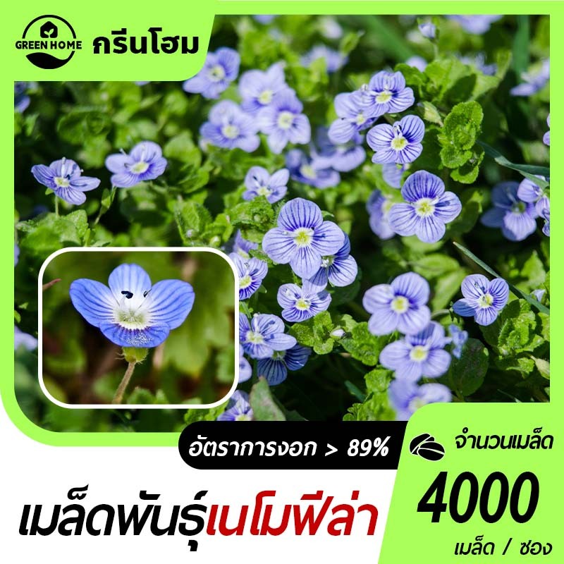 เมล็ดเมล็ดพันธุ์เนโมฟีล่า เมล็ดดอกเนโมฟีล่า เบบี้บลูอายส์ ปลูกง่าย บานนาน เหมาะสำหรับสวนและระเบียง