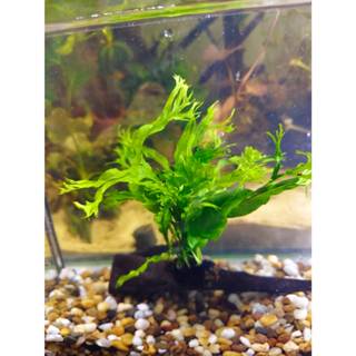 เฟรินเขากวางพันขอน ไม้น้ำ แต่งตู้ปลา หรือ อ่างบัว ปลูกง่าย เ…