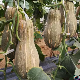 เมล็ดพันธุ์ ฟักทอง ใบเตย แปดริ้ว บรรจุ 10 เมล็ด Sweet Pumpkin Seeds for Planting Butternut Squash Seeds Vegetables Seeds