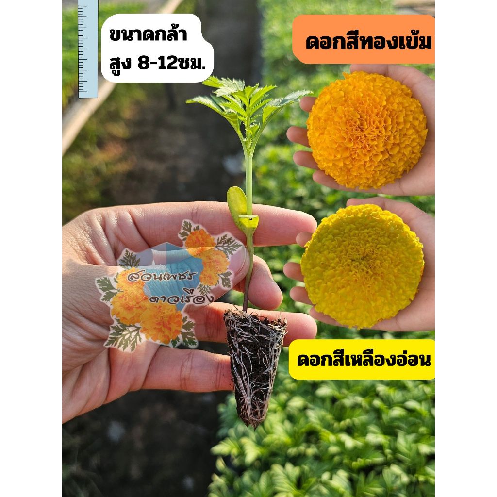ต้นกล้าดอกดาวเรือง จำนวน 30 ต้นสายพันธุ์ดอกใหญ่ (พร้อมปลูก)