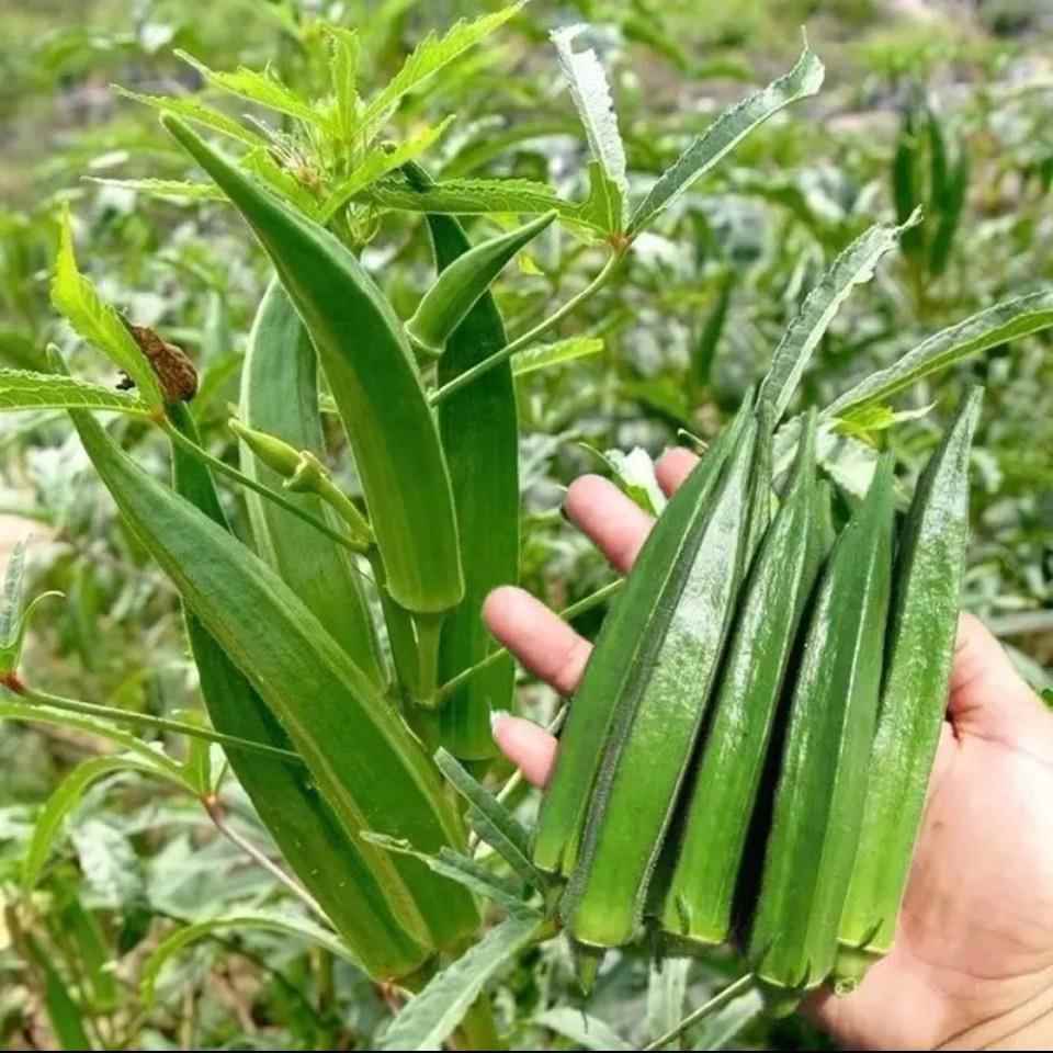 เมล็ดกระเจี๊ยบเขียว 50 เมล็ด เมล็ดกระเจี๊ยบเขียว เมล็ดกระเจี๊ยบเขียวเบอร์กันดีแดง เมล็ดผัก เมล็ดผักออร์แกนิก เมล็ดพืชผัก