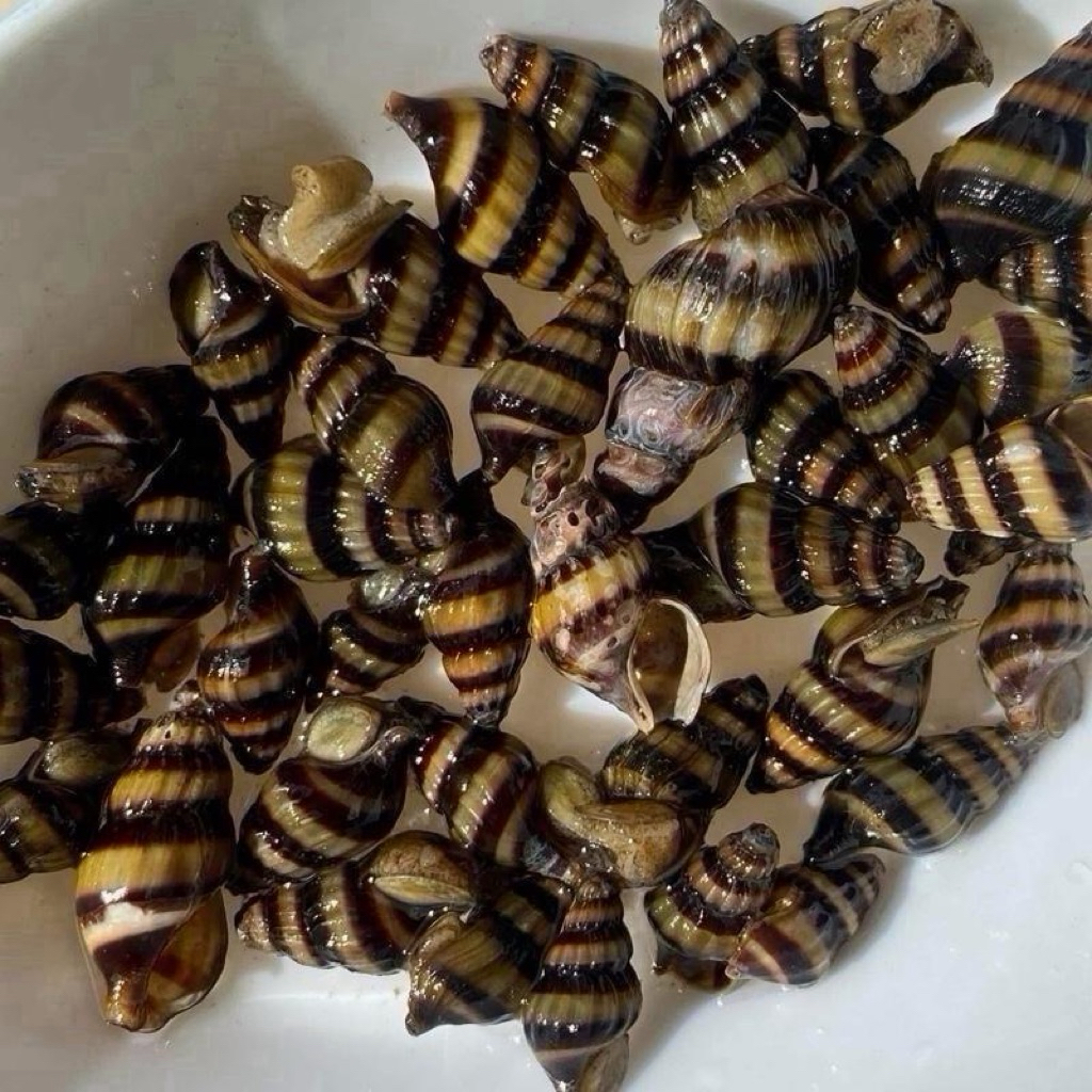 เปลือกหอยกินหอยกำจัดหอนคันหอยเบอร์1 10ชิ้นแถม5