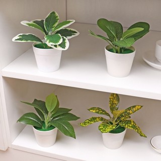 ต้นไม้กระถาง ต้นบอนไซเทียม ต้นไม้เทียม และดอกไม้ สำนักงาน เห…