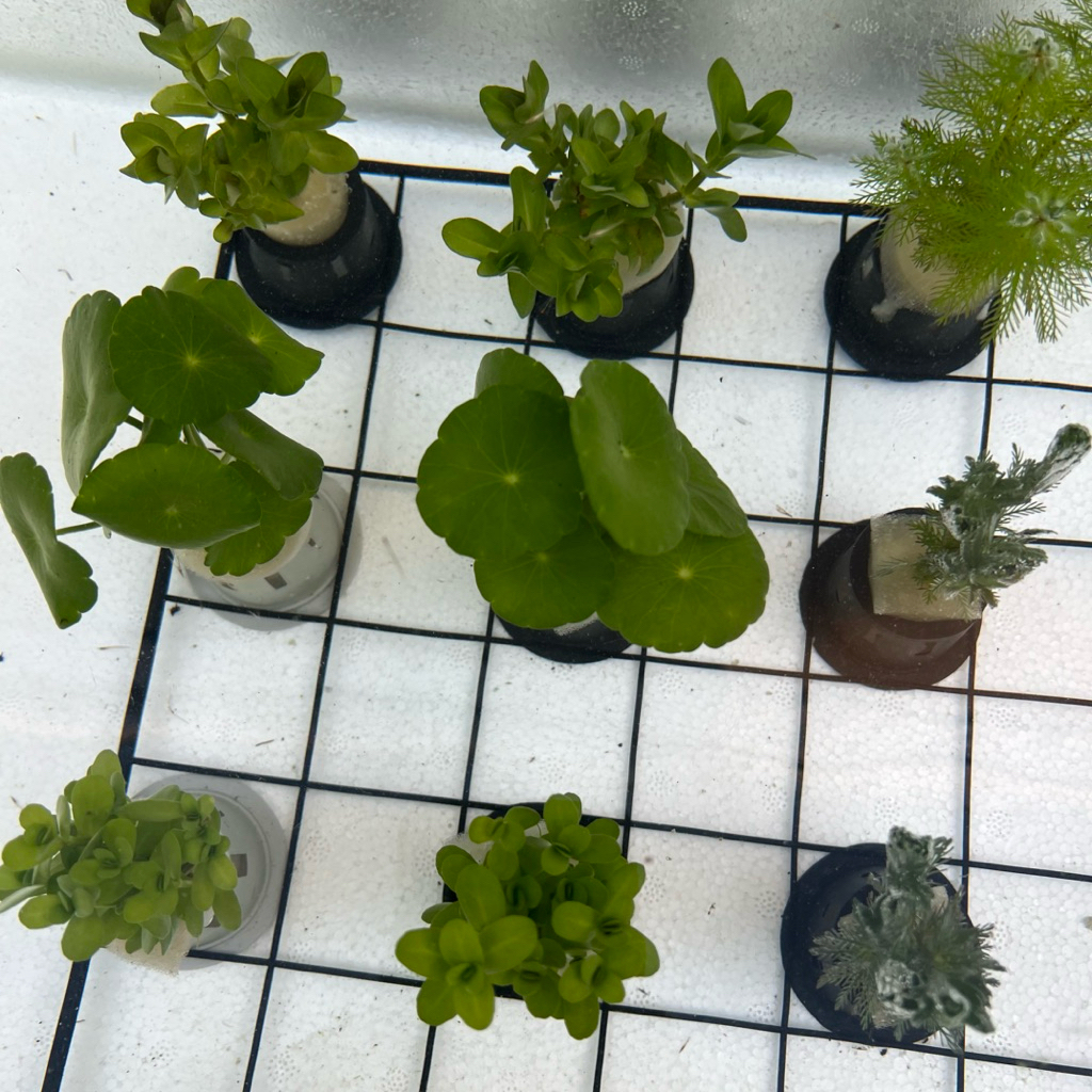 ต้นไม้น้ํา ไม้น้ำตู้ปลา ไม่ต้องใช้ co2