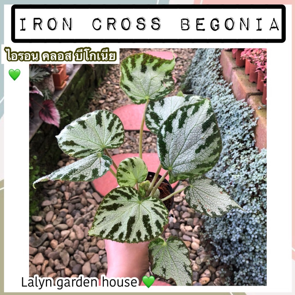 💚🪴Iron Cross Begonia (ไอรอน คลอส บีโกเนีย)ไม้ใบลวดลายชัดๆเพราะลายกลางใบ มีลายเส้นโดดเด่น ดูแลง่ายกว่าที่คิดด้วยนะคะ❤️🪴