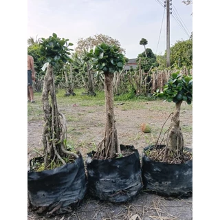 ต้นช้อนเงินช้อนทอง หัวเดียวสวยๆ ตอไทรเกาหลีดีไซต์สวยๆ(แม่ค้าคัดสวยๆให้ค่ะ) ดีไซต์สวยเหมาะแก่การจัดสวน ราคาย่อมเยาว์