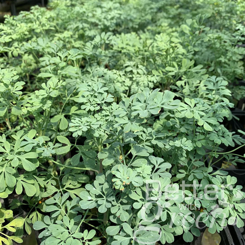 เมล็ดพันธุ์ รูย์ 100 เมล็ด (RUE) นำเข้า การันตีสายพันธุ์ - รูปที่ 2