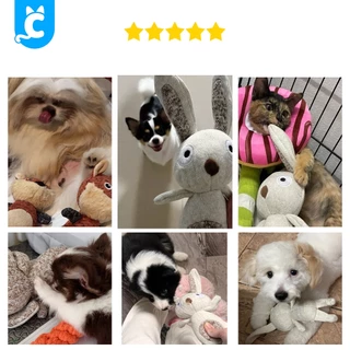 [ส่งฟรี🇹🇭] CleverPet ของเล่นสุนัข บีบมีเสียง ตุ๊กตาหมา จิ้งจอก กระรอก แรคคูน Animal Dog Toy