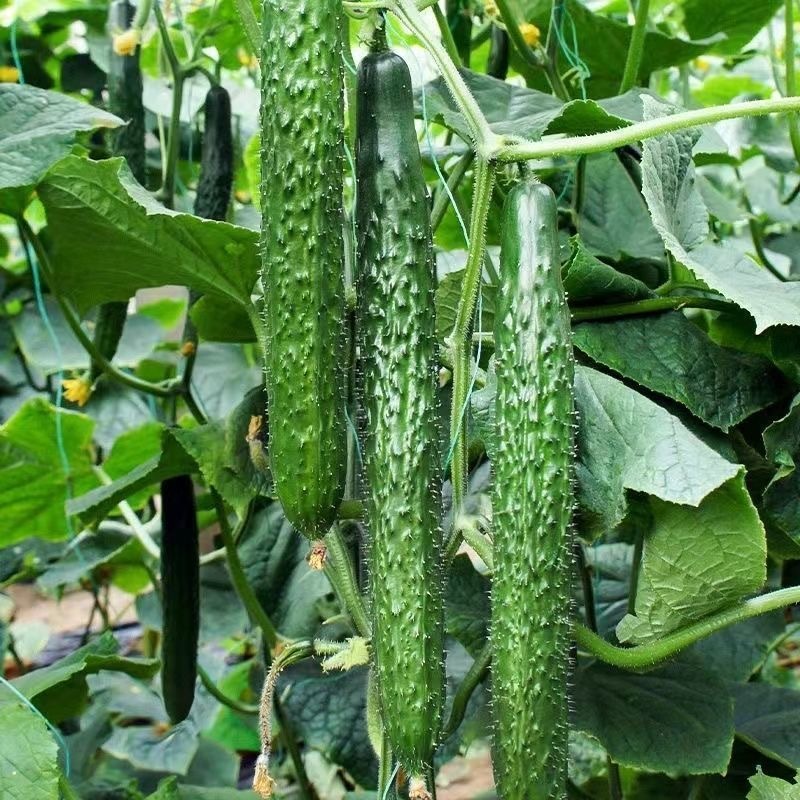 เมล็ดพันธุ์แตงกวา เมล็ดแตงกวาญี่ปุ่น Long Cucumber Seed 30เมล็ด/แพ็ค ของแท้ 100% ปลูกง่าย อัตรางอกสูง ผลผลิตสูง