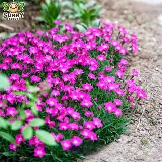 เมล็ดหญ้าคลุมดิน ดอกชมพูพรมเตี้ย – สีชมพูสด บานแน่น ปลูกง่าย โตเร็ว