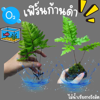 เฟิร์น ก้านดำ 🌿แต่งตู้ปลาพร้อมส่งทั่วไทย