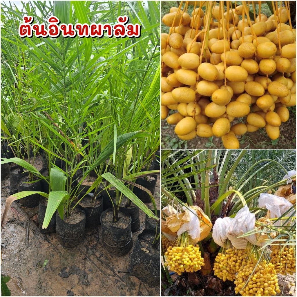 ต้นอินทผาลัม (สายพันธุ์บาฮี) สูง 30-40 ซม. – โปรปัง