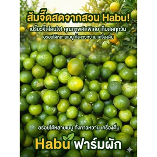 ส้มจี๊ด มะปี๊ด (ส้มจี๊ด) (calamansi) | ส่งตรงจากจันทบุรี ส้มจี้ด มะปี้ด
