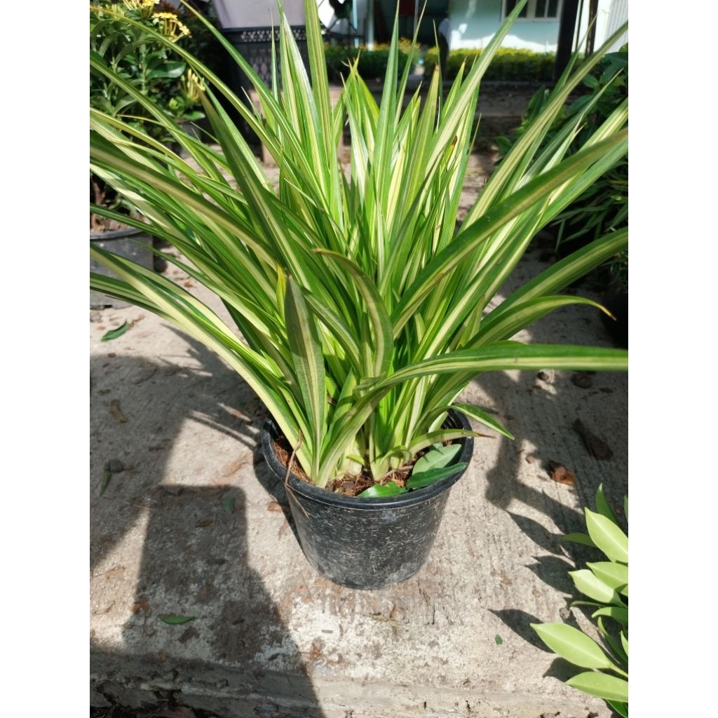 ต้นเตยด่างสูงประมาณ30-40ซม.