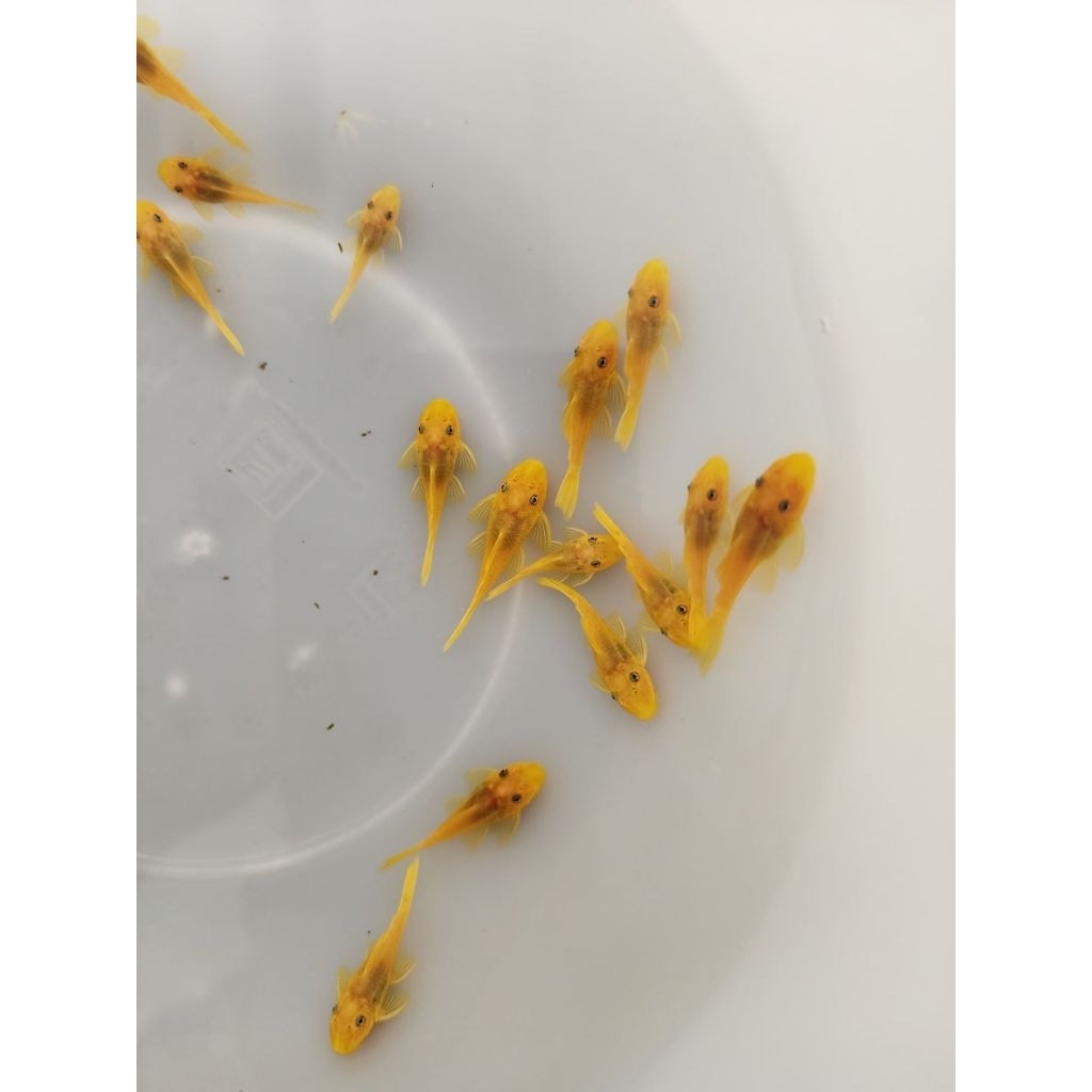 [จัดส่ง2-3วัน]อาหารปลาซัคเกอร์L144BlueEye1นิ้ว