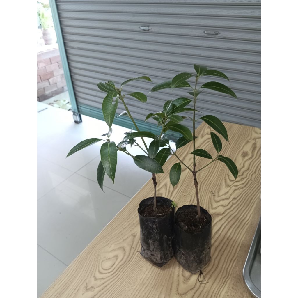 (1ต้น)🌿มะยงชิดทูลเกล้า ต้นเสียบยอด🌿ความสูง 35-40 ซม.🌾