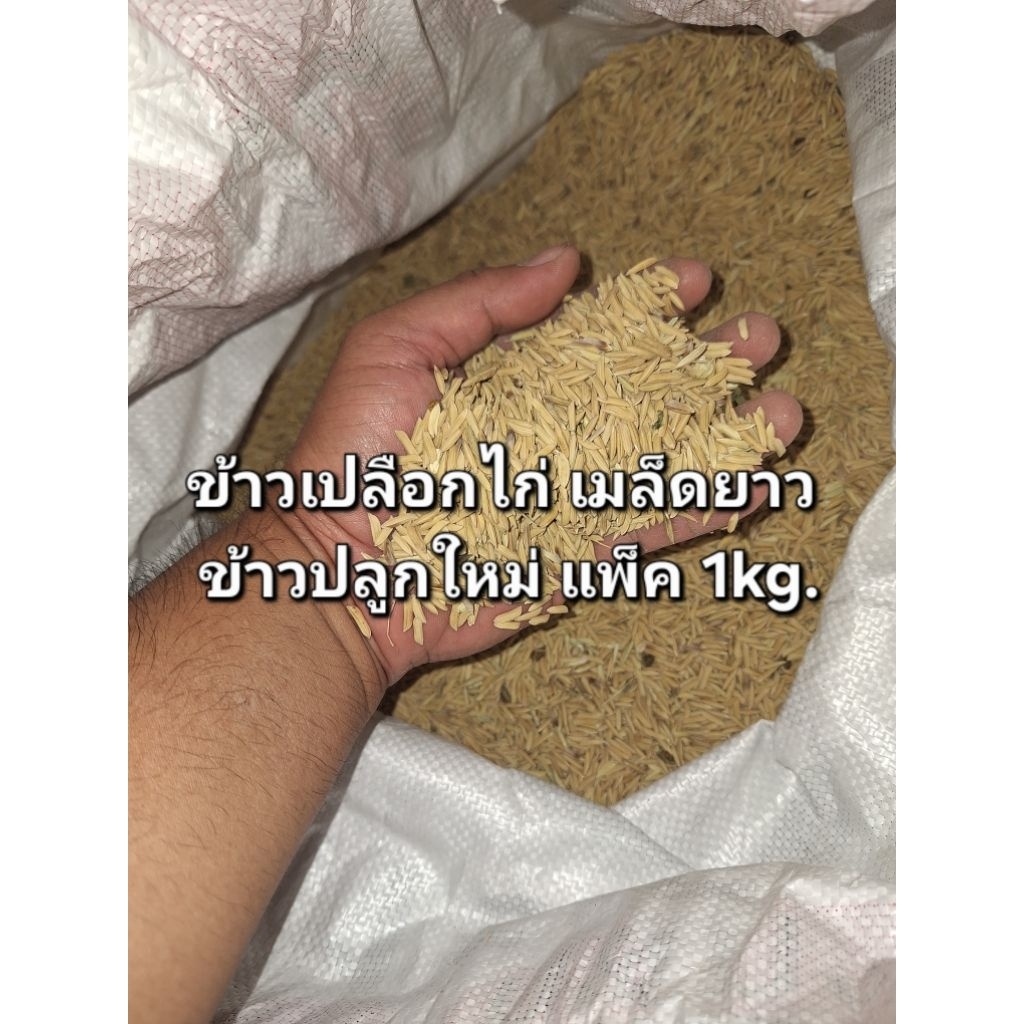 ข้าวเปลือกไก่ เม็ดยาว ข้าวปลูกใหม่ แพ็ค1kg.