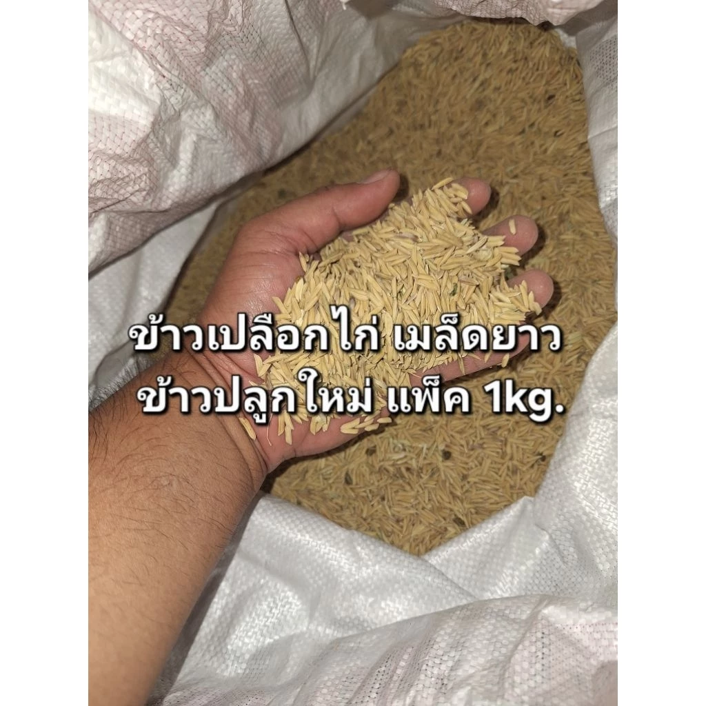 ข้าวเปลือกไก่ เม็ดยาว ข้าวปลูกใหม่ แพ็ค1kg.