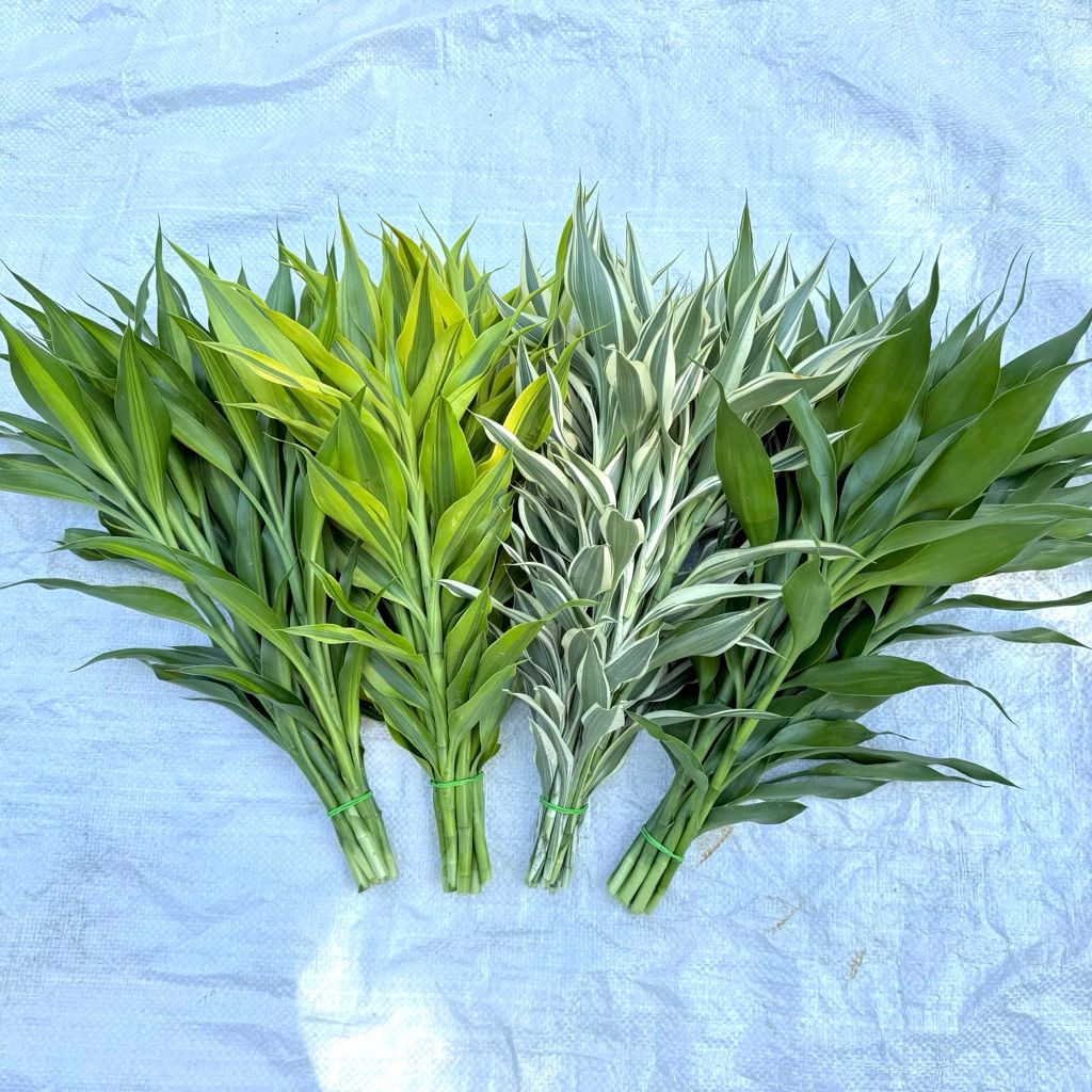 ไผ่กวนอิมต้นเล็ก สูง 30-40 cm (คละเกรด) สีเขียว สีทอง สีเงิน ซาเซียน(สามเซียน) (ขั้นต่ำ 20 ต้น)