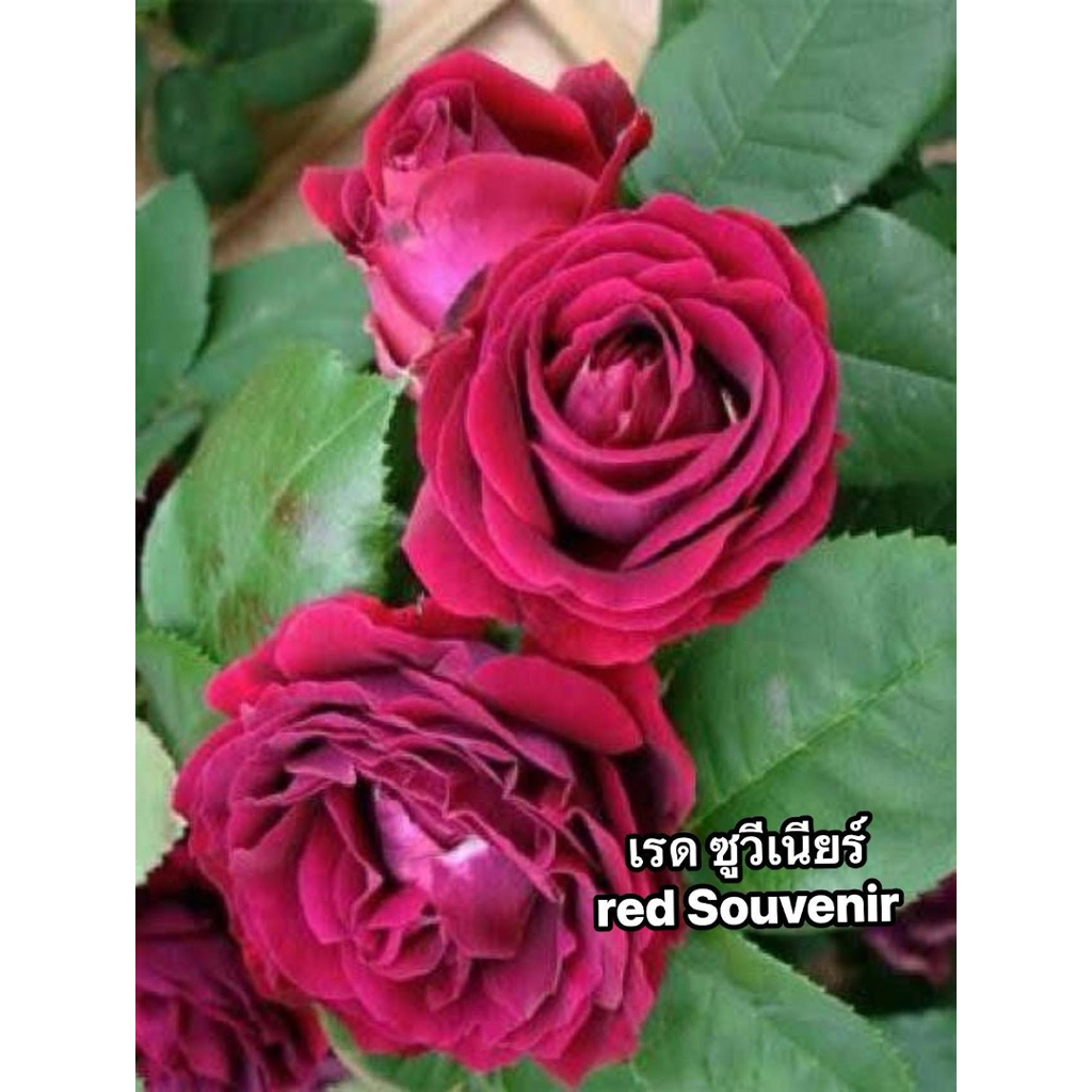 กุหลาบ-เรดซูวีเนียร์ ”Red Souvenir“ สีแดง มีกลิ่นหอม บานทน เลี้ยงง่าย
