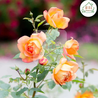 เมล็ดพันธุ์ดอกกุหลาบเลื้อยสีส้ม 10 เมล็ด